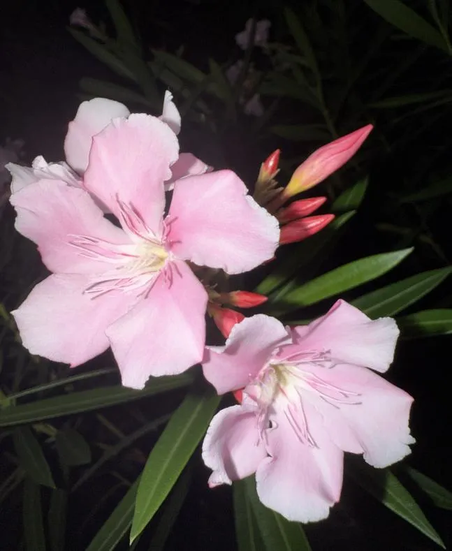 2024年校園文化藝術(shù)節(jié)系列報(bào)道(六)——“與光同行”攝影比賽(圖7) 2024年校園文化藝術(shù)節(jié)系列報(bào)道(六)——“與光同行”攝影比賽(圖7)